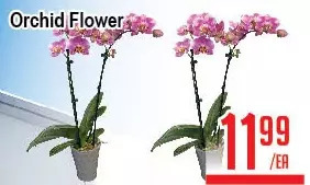 Skyland Foodmart Orchid flower offer