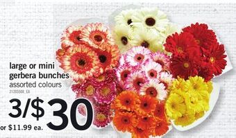 Fortinos Large or mini gerbera bunches offer