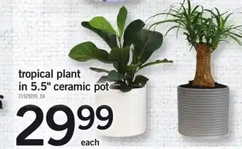 Fortinos Tropical plant in 5.5" ceramic pot offer