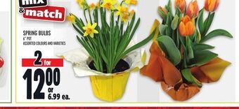 Metro Spring bulbs offer