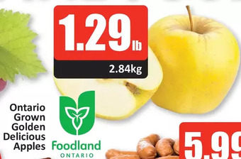 Starsky Ontario grown golden delicious apples offer