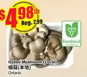 Btrust Supermarket Oyster mushroom offer