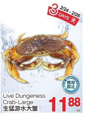 T&T Supermarket Live dungeness crab-large offer