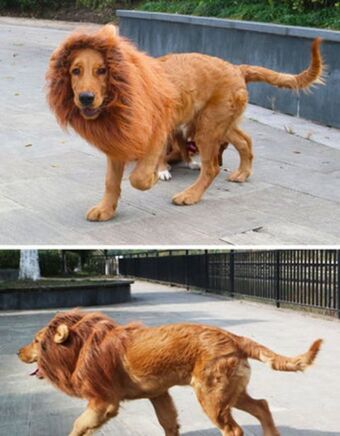 Petland Lion mane dog costume offer