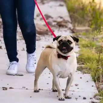 Petland Coastal accent dog leash offer