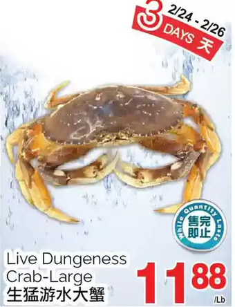 T&T Supermarket Live dungeness crab-large offer