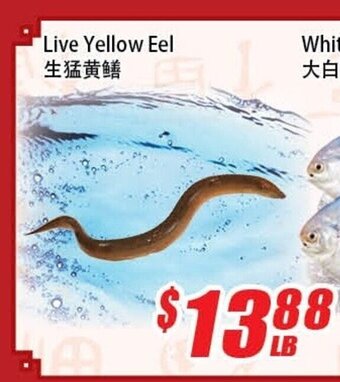 WinCo Food Mart Live Yellow Eel offer