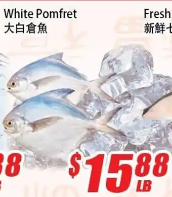 White Pomfret