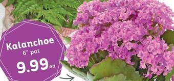 IGA Kalanchoe 6" pot offer