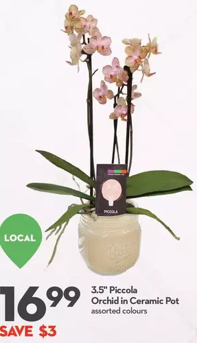 Longo's 3.5" piccola orchid in ceramic pot offer