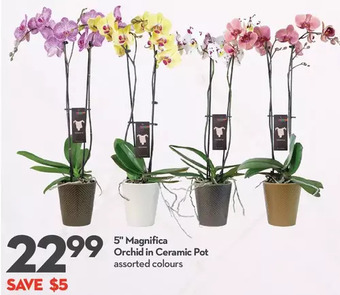 Longo's 5" magnifica orchid in ceramic pot offer