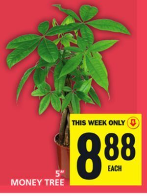 Food Basics 5" money tree offer