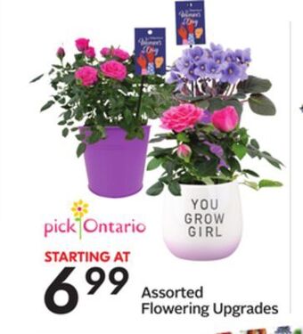 Sobeys Assorted flowering upgrades offer