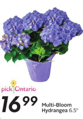 Sobeys Multi-bloom hydrangea offer