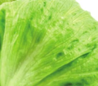 Giant Tiger Iceberg lettuce offer