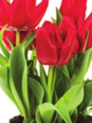 Giant Tiger 4" assorted bulbs offer