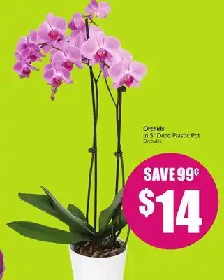 FreshCo Orchids in 5" deco plastic pot offer