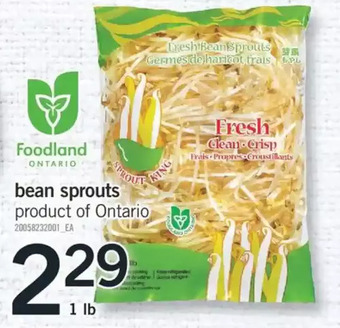 Fortinos Bean sprouts offer
