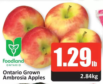 Starsky Ontario grown ambrosia apples offer