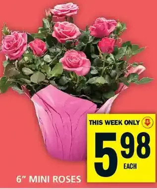 Food Basics 6" mini roses offer