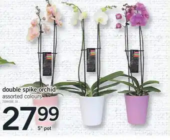 Fortinos Double spike orchid, 5" pot offer