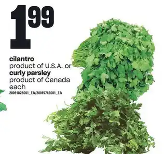 Loblaws Cilantro or curly parsley offer