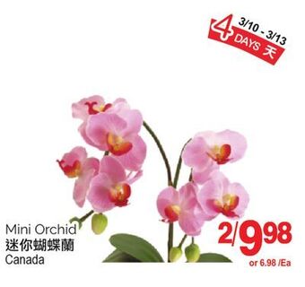 T&T Supermarket Mini orchid offer