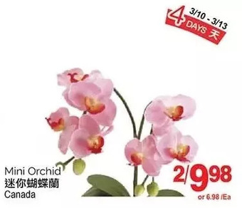 T&T Supermarket Mini orchid offer