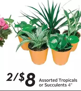Sobeys Assorted tropicals or succulents offer