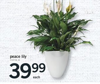 Fortinos Peace lily offer