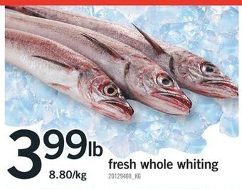 Fortinos Fresh whole whiting offer