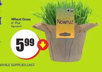 Chalo FreshCo Wheat grass 6" pot offer