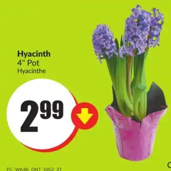 FreshCo Hyacinth 4" pot offer
