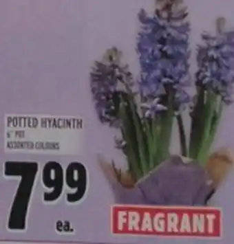 Metro Potted Hyacinth offer