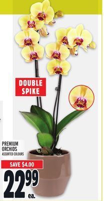 Metro Premium orchids offer