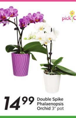 Sobeys Double spike phalaenopsis orchid offer