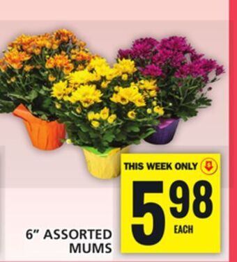Food Basics 6' assorted mums offer