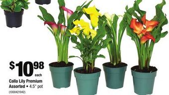 Home Depot Calla lily premium assorted offer