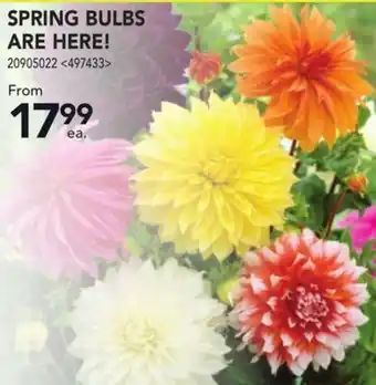 RONA Spring bulbs are here! offer