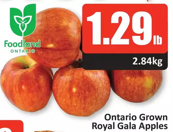 Starsky Ontario grown royal gala apples offer