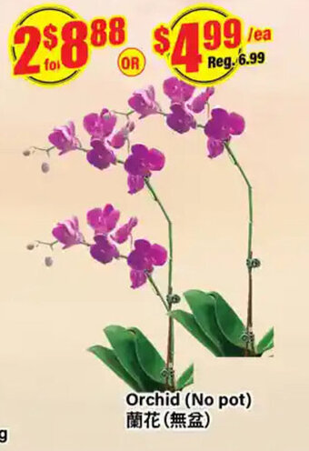 Btrust Supermarket Orchid (no Pot) offer