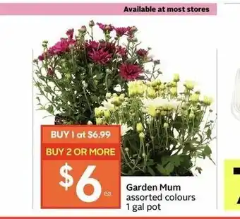 IGA Garden Mum offer