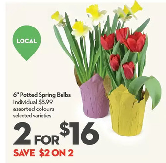 Longo's 6 potted spring bulbs offer