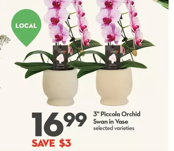 Longo's 3 piccola orchid swan in vase offer