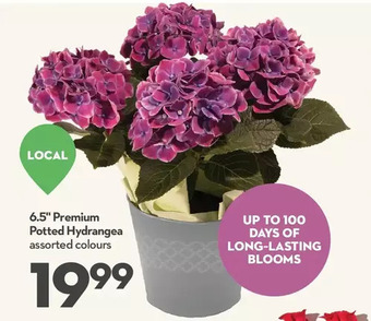Longo's 6.5 premium potted hydrangea offer