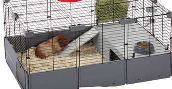 Petsmart Guinea pigs habitats offer