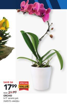 RONA Orchid offer