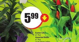 Chalo FreshCo Easter lily 6 pot assorted bulbs offer