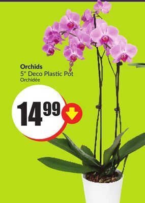 FreshCo Orchids 5 deco plastic pot offer
