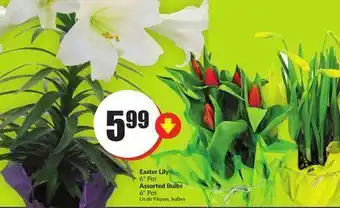 FreshCo Easter lily 6 pot assorted bulbs offer